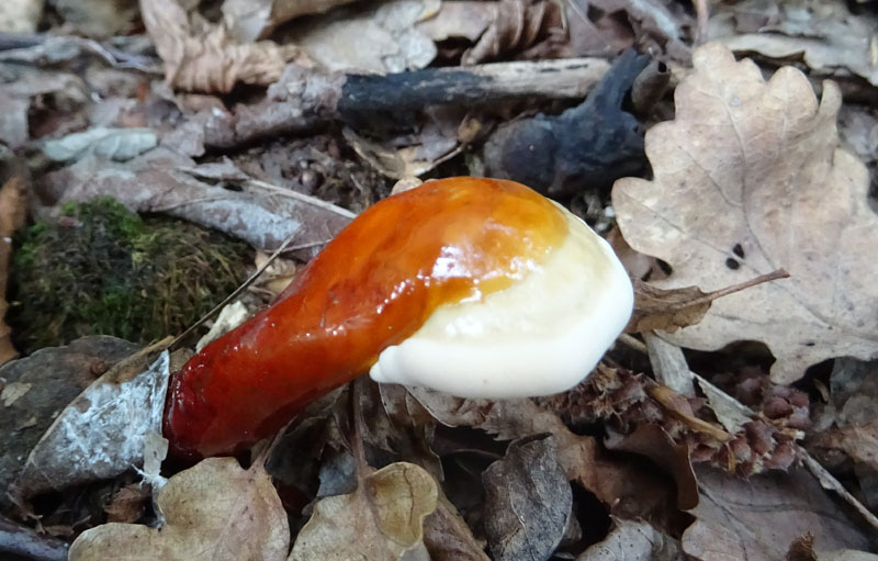 Ganoderma lucidum